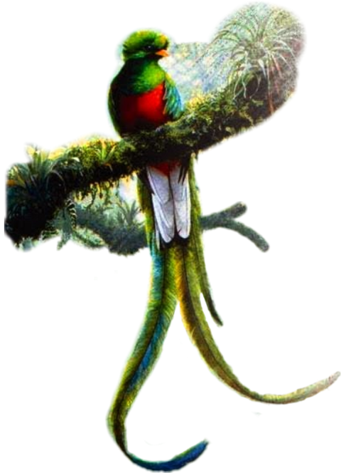 Resplendent Quetzal Art , Png Download - Dibujos Del Quetzal A Lapiz Clipart (480x664), Png Download