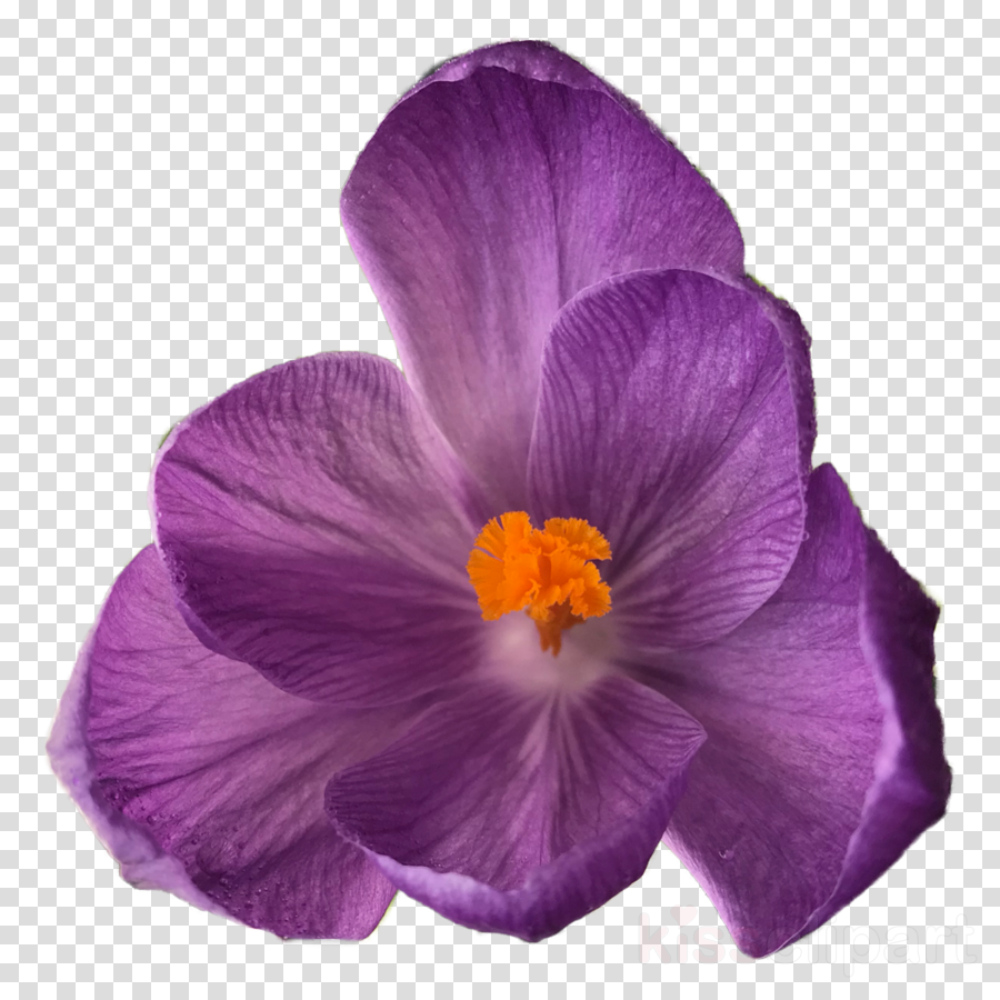 Download Flower Tumblr Transparent Clipart Flower Bouquet - Flowers On Clear Background - Png Download (900x900), Png Download