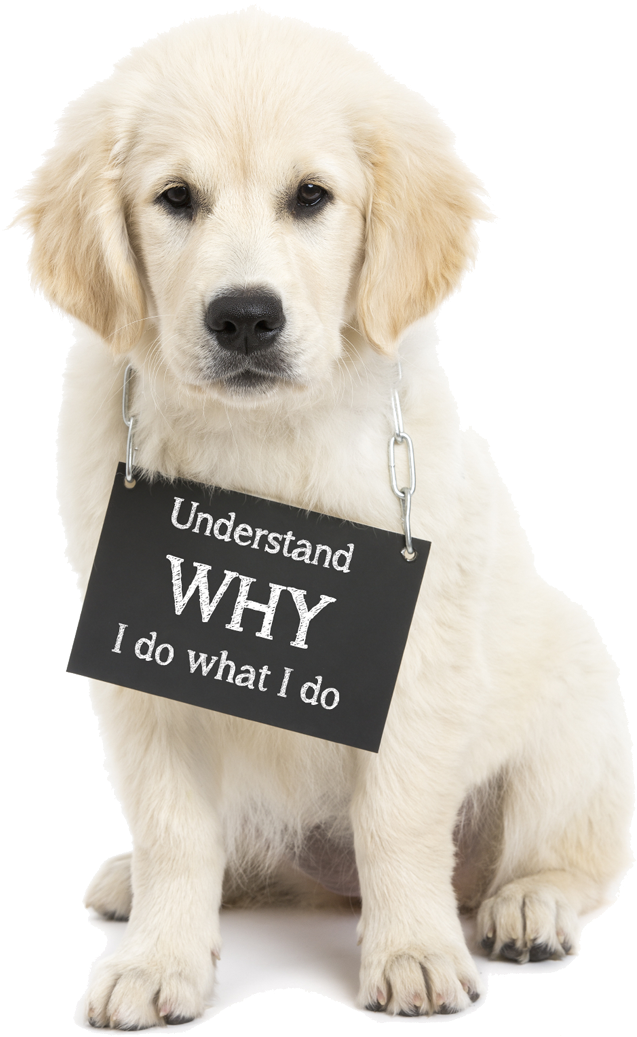 Dog Clipart (800x1105), Png Download