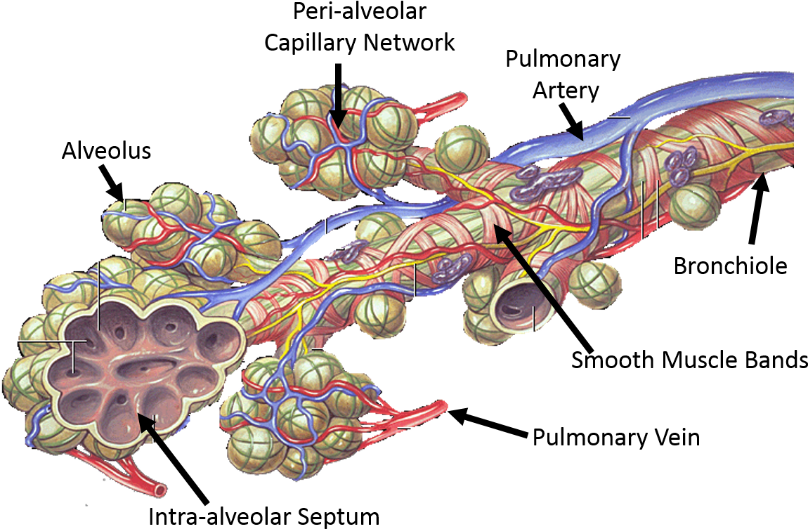 Graphic Design Clipart (1232x801), Png Download