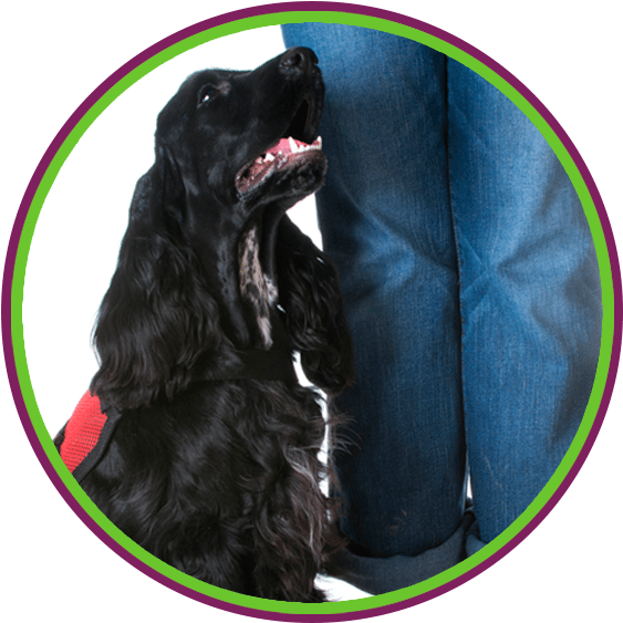 Cocker Spaniel Clipart (585x585), Png Download