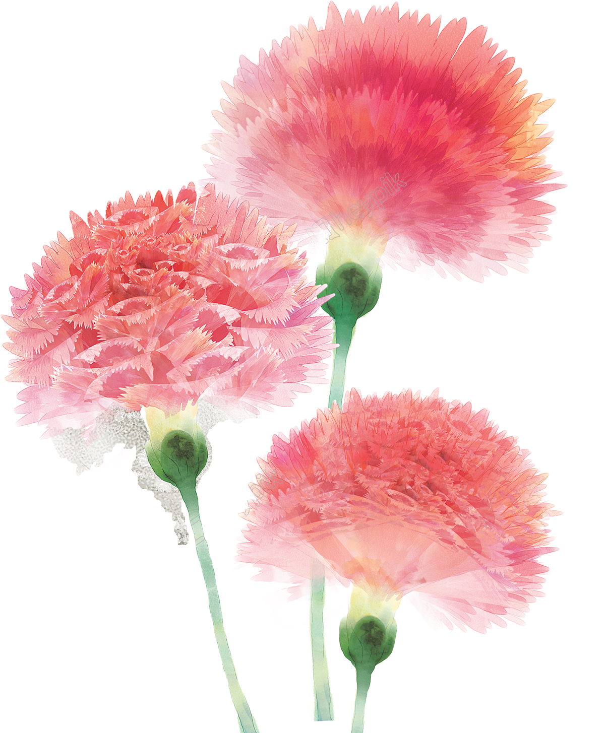 Clipart Royalty Free Stock Hand Painted Watercolor - Pink Carnation Flower Watercolor - Png Download (1614x2059), Png Download