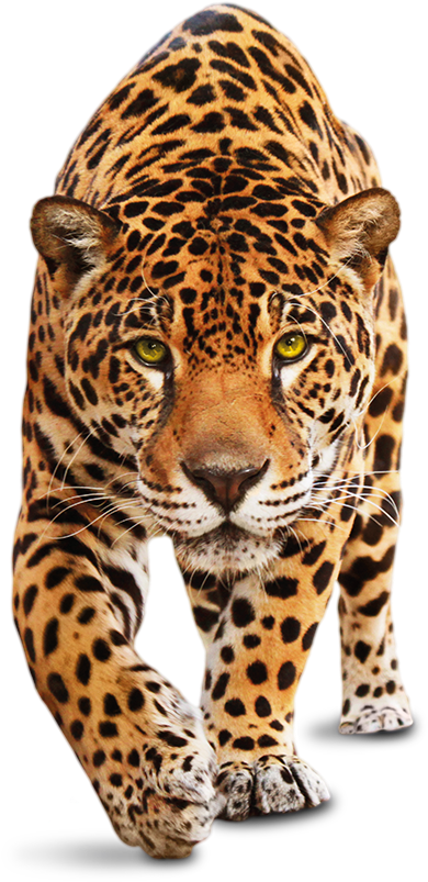 Sometimes It Just Feels Like A Drop In The Ocean - Leopardo Png Clipart (514x861), Png Download