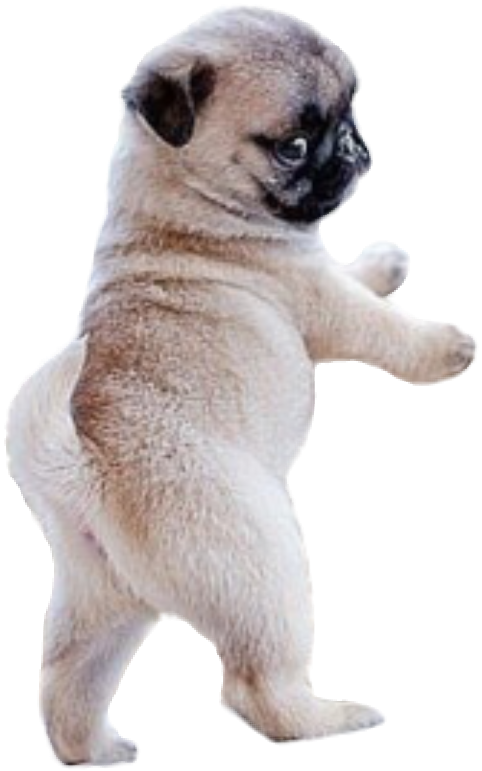 #dog #pug - Too Cute Adorable Pug Clipart (482x771), Png Download
