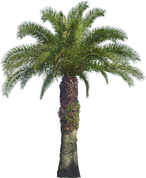 3d Png Treet Clipart (600x734), Png Download