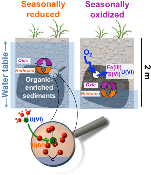 Anoxic Organic-enriched Sediments Strongly Accumulate - Fruit Clipart (637x763), Png Download