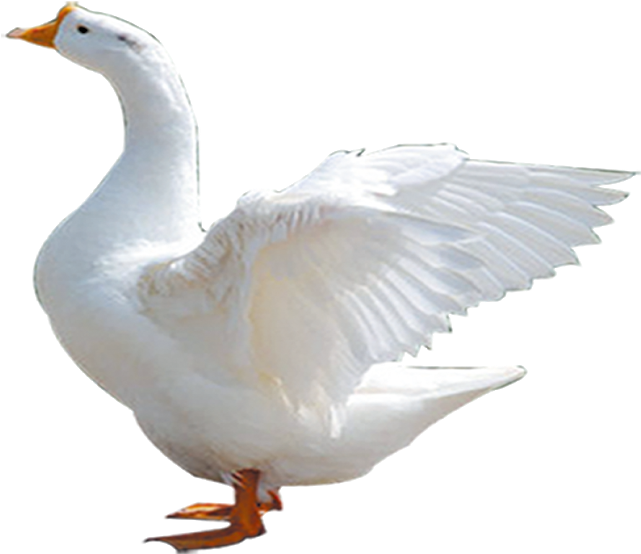 Duck Png Image - Goose Clipart (640x579), Png Download