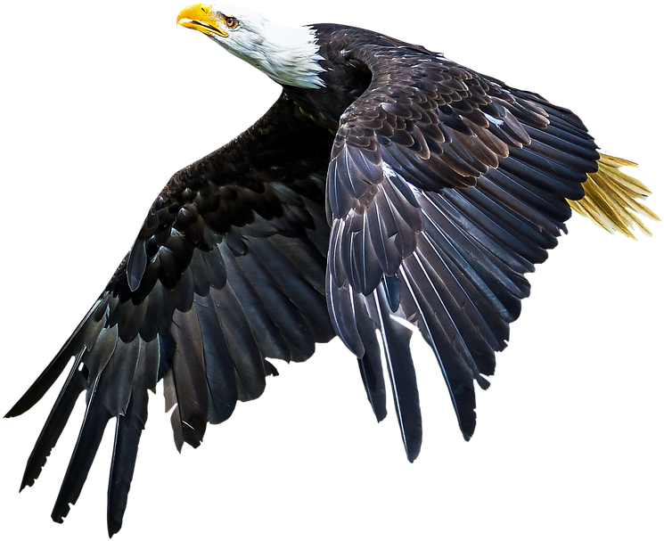 Animal, Bird, Adler, Animal World, Wing - 2019 Február Naptár Háttérkép Clipart (960x640), Png Download