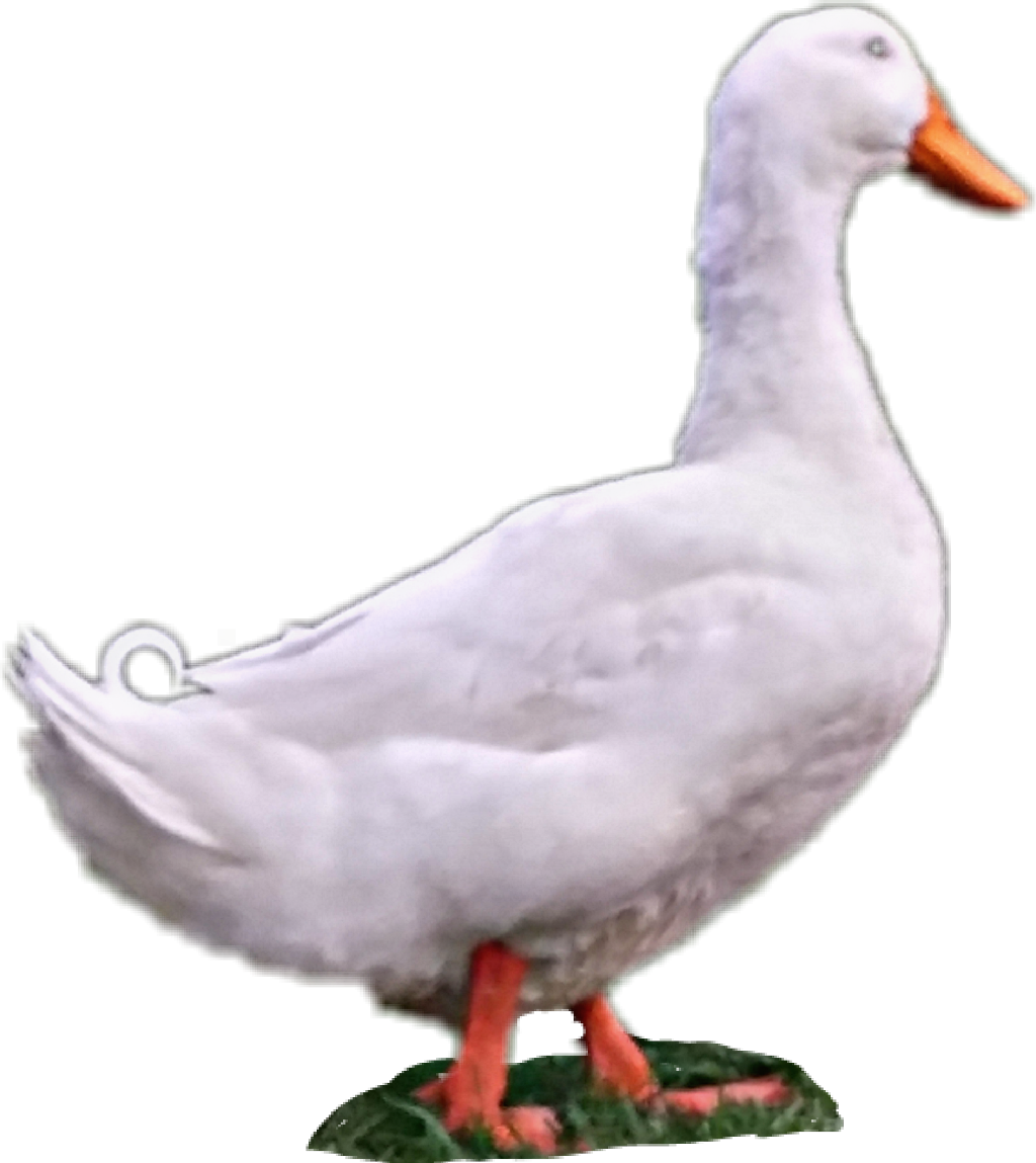 Duck Sticker - Duck Clipart (1024x1149), Png Download