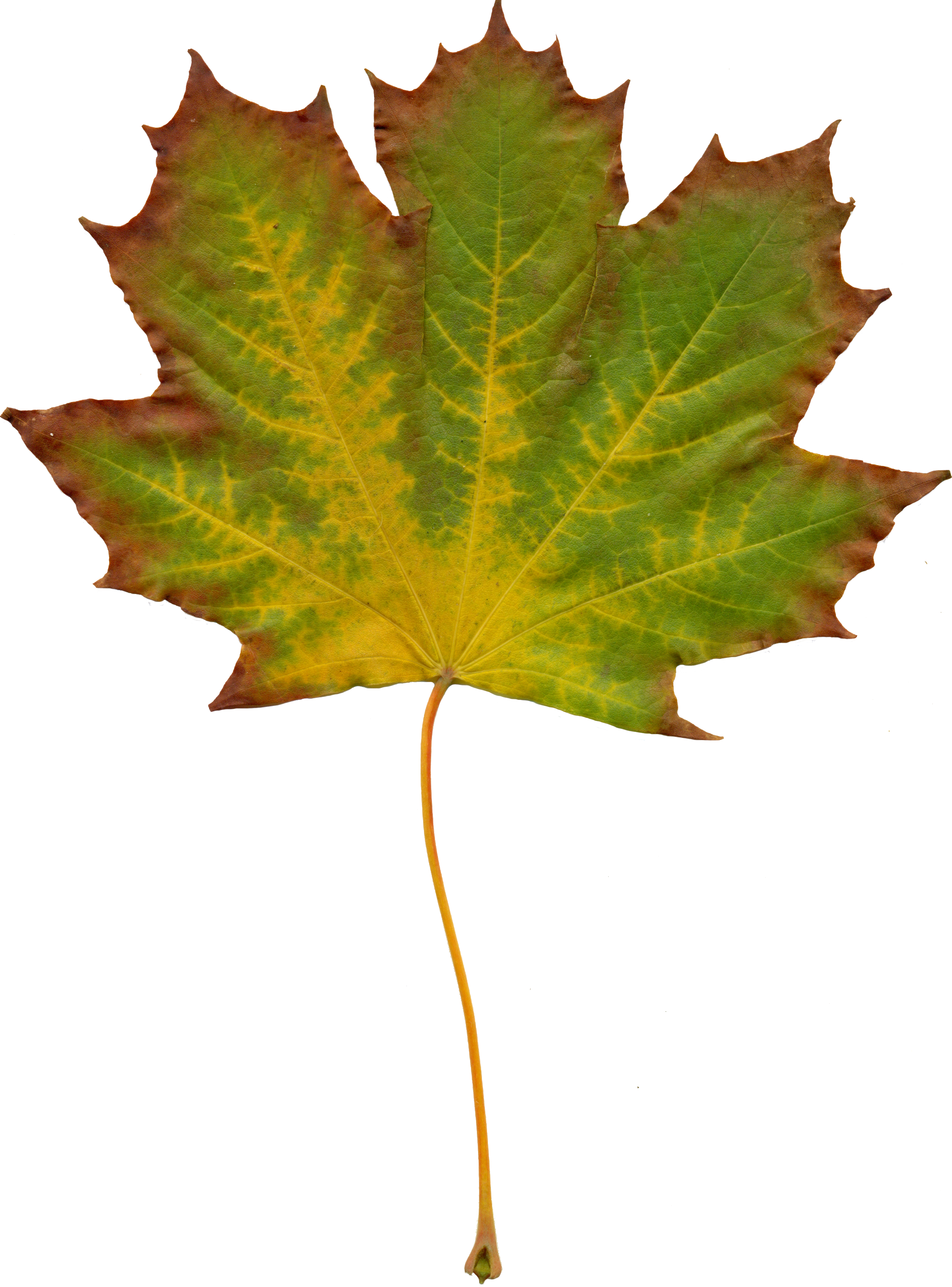 Leaves Nature Autumn Clipart 1072563 - Efterår Blad - Png Download (2232x3016), Png Download