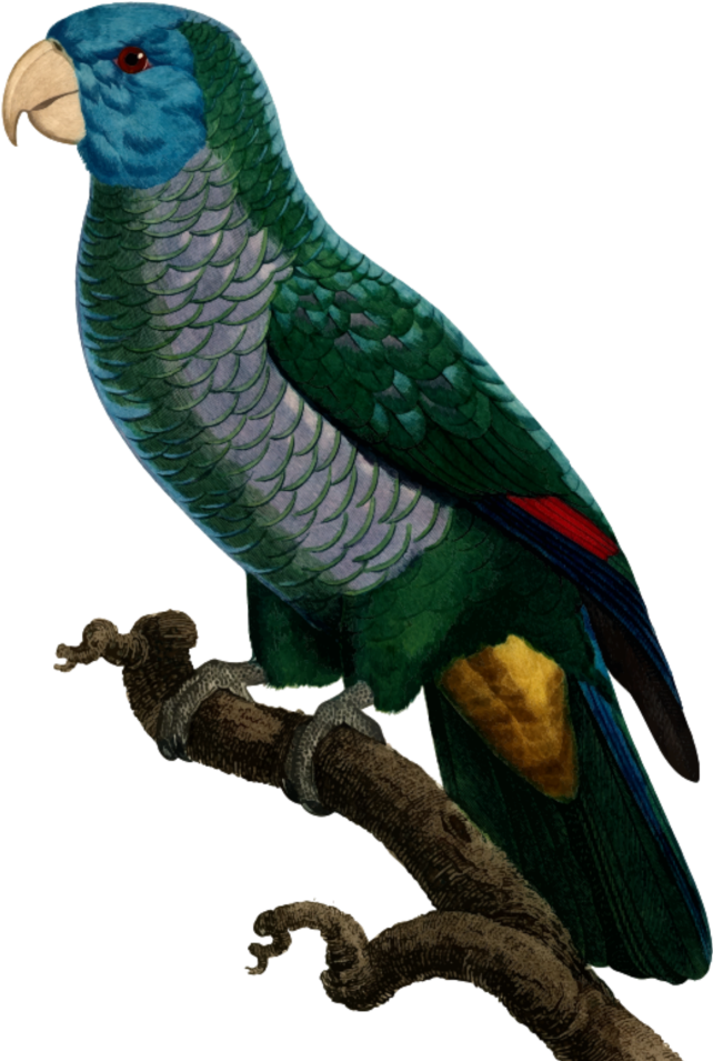 #mq #green #parrot #bird #birds - Parakeet Clipart (1024x1024), Png Download