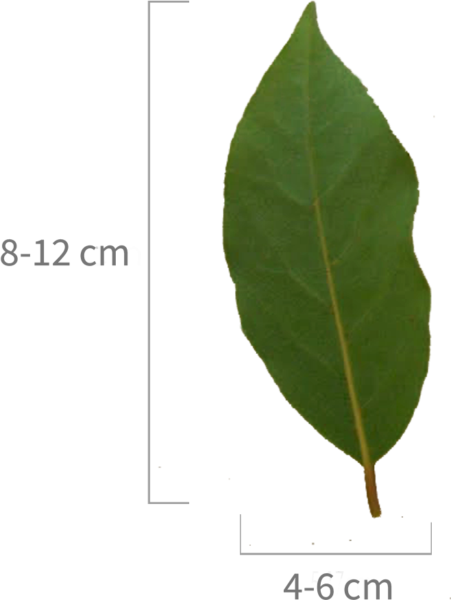 Heteromeles , Png Download - Plant Pathology Clipart (658x875), Png Download