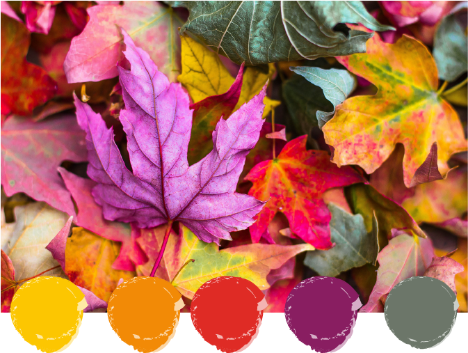 Leaf, Autumn, Fall, Color, Maple, Purple, Leafe, Nature, - Fall Season Love Clipart (673x507), Png Download