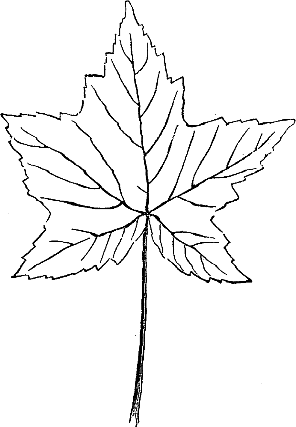 Drawn Maple Leaf Botanical - Sketch Clipart (1167x1600), Png Download