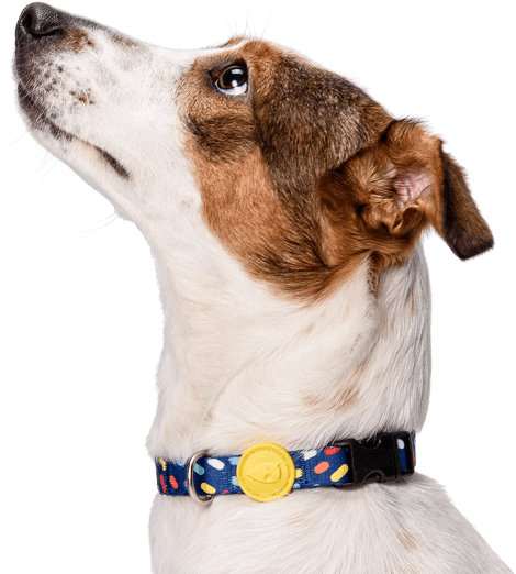 Previousnext - Companion Dog Clipart (800x534), Png Download