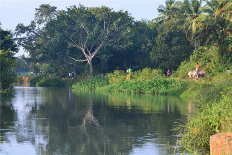 Tree Clipart (900x500), Png Download