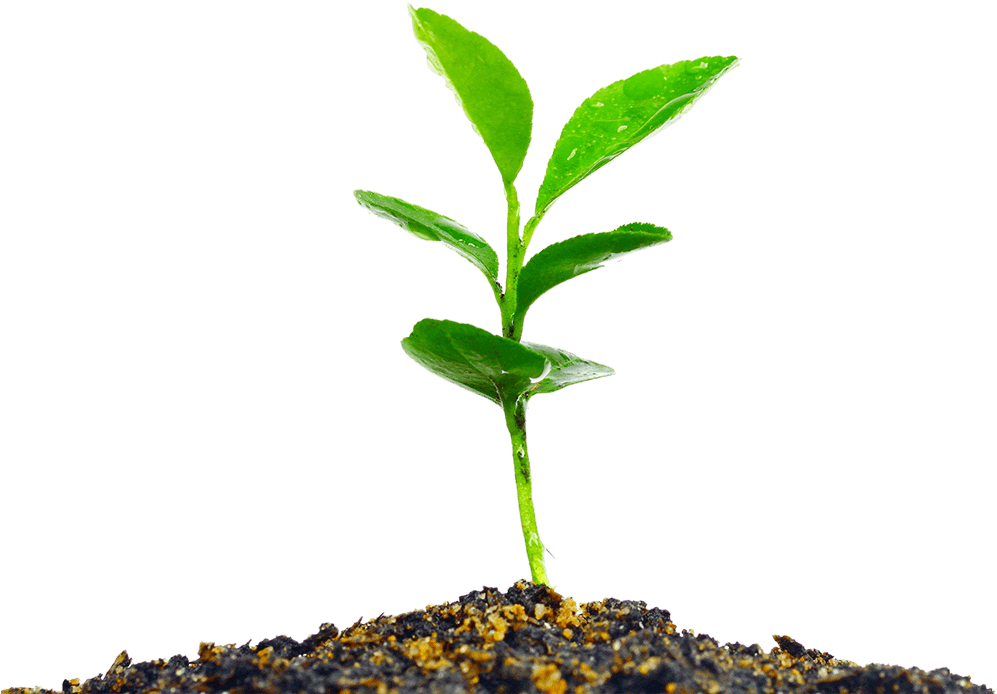 Proactivity - Nacimiento De Una Planta Clipart (1000x707), Png Download