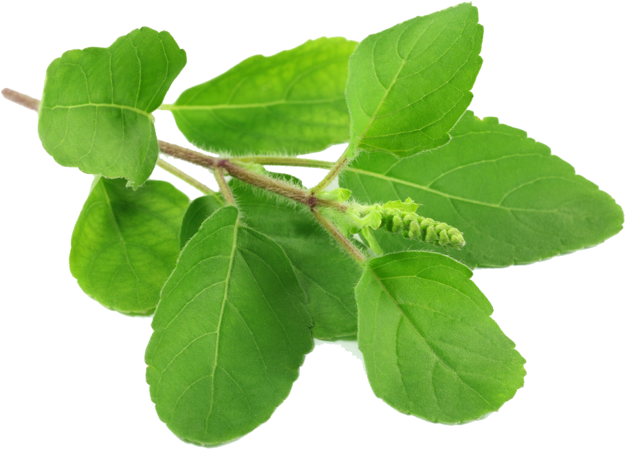 Tulsi Leaves , Png Download - Tulasi Leaves Clipart (909x653), Png Download