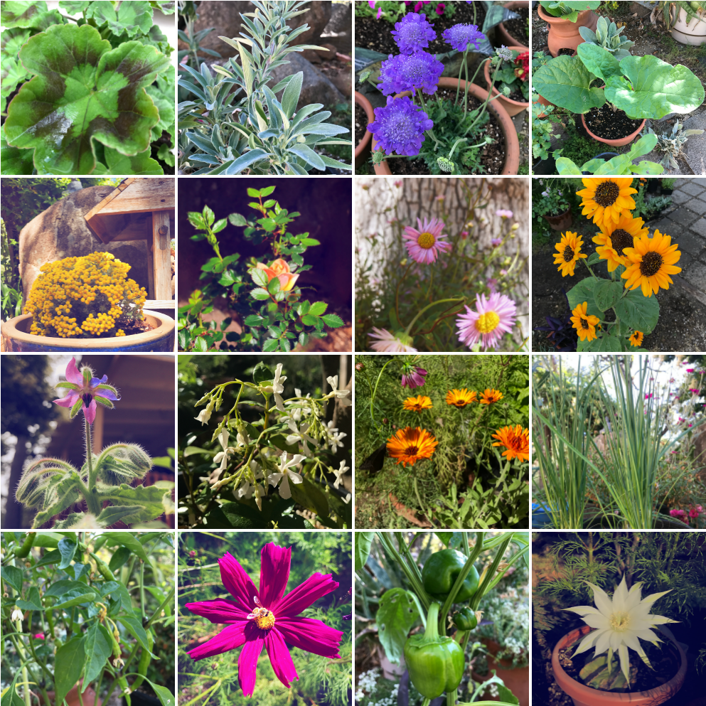 First Year Of Spiral Elixir Garden - African Daisy Clipart (1000x1000), Png Download