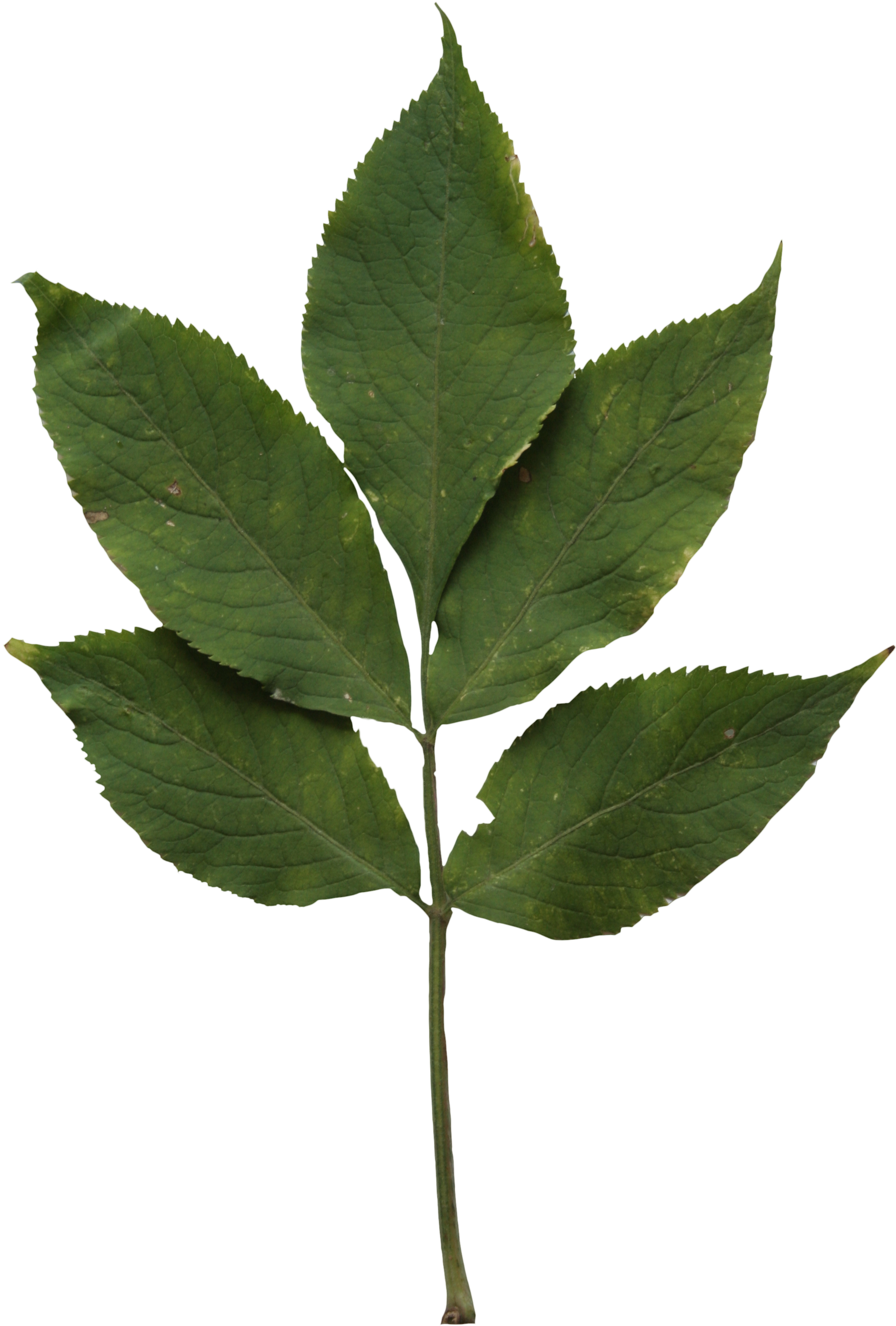 2d Leaves - Sweet Birch - Feuille Erable Sycomore Clipart (2104x3112), Png Download