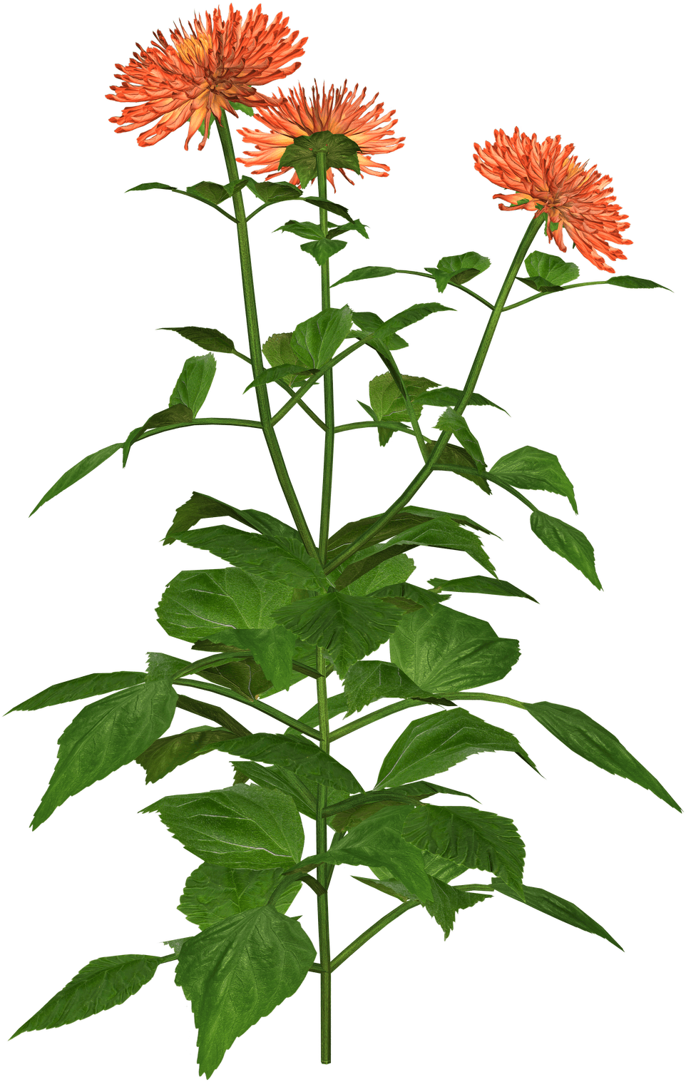 Dahlia Clipart - Clip Art - Png Download (1132x1600), Png Download