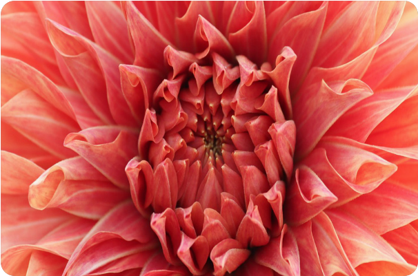 Dahlia Clipart (800x800), Png Download