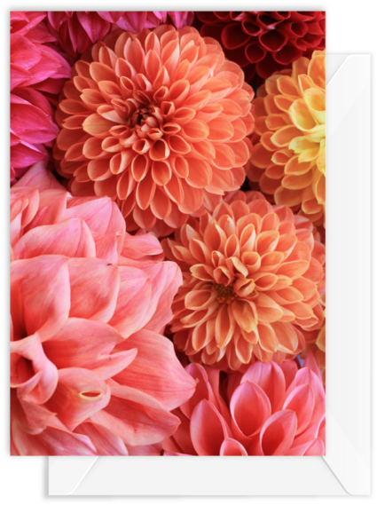 Dahlia Clipart (600x600), Png Download