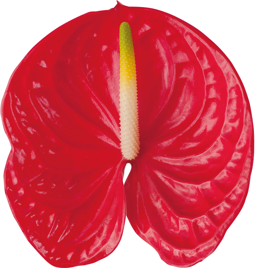 Arena Kwiat - Anthurium Png Clipart (1000x1000), Png Download