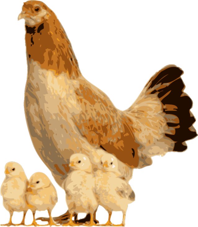 Quality Clip Art Of - Hen And Chicks Png Transparent Png (639x734), Png Download