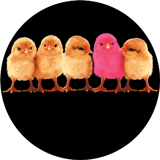 More Views - Chicks - Owl Clipart (800x800), Png Download