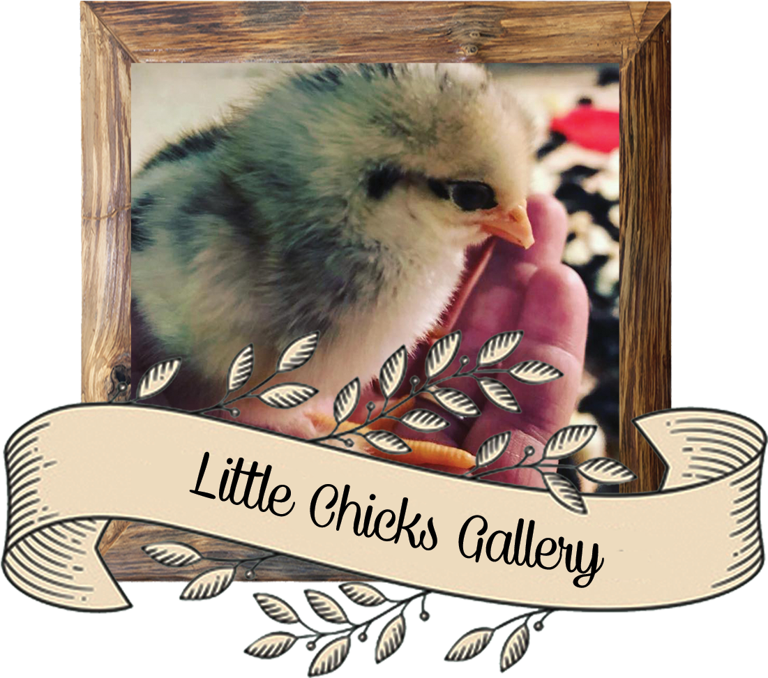 Click Here To See Sybil's Little Chick - Chicken Clipart (1150x989), Png Download
