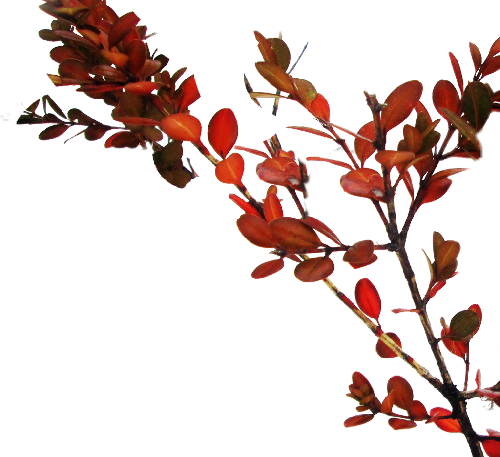 #branch #tree #red #leaves - Ilex Vomitoria Clipart (1024x937), Png Download