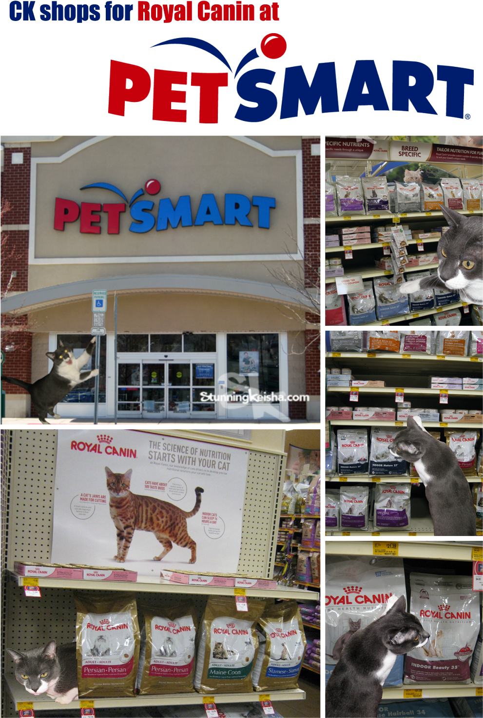 I Had A Great Time Visiting Petsmart Last Week - Kangaroo Clipart (991x1472), Png Download