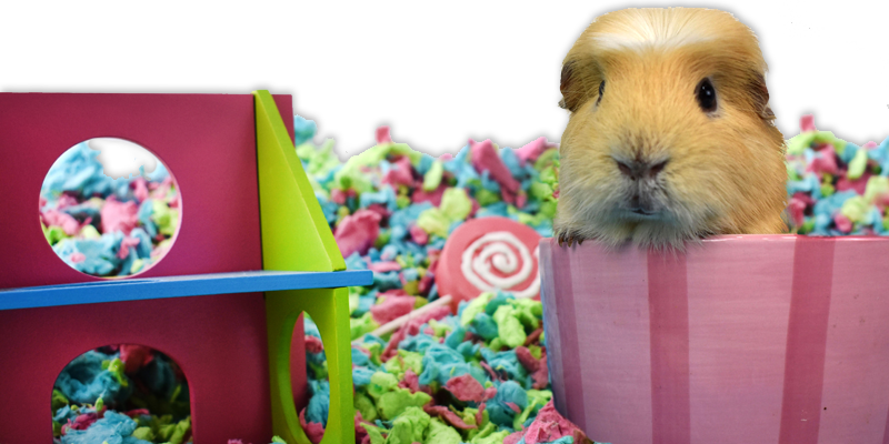 Carefresh Tutti Frutti Bedding For Small Animals At - Guinea Pig Clipart (800x400), Png Download