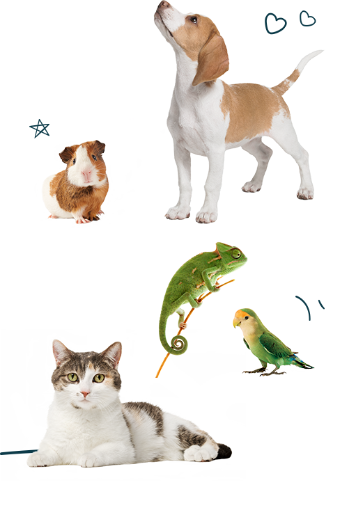 Pets - - Asian Clipart (511x756), Png Download