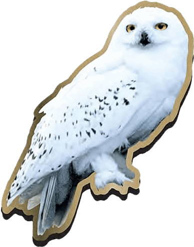 Hedwig Png - Hedwig Harry Potter Clipart (600x600), Png Download