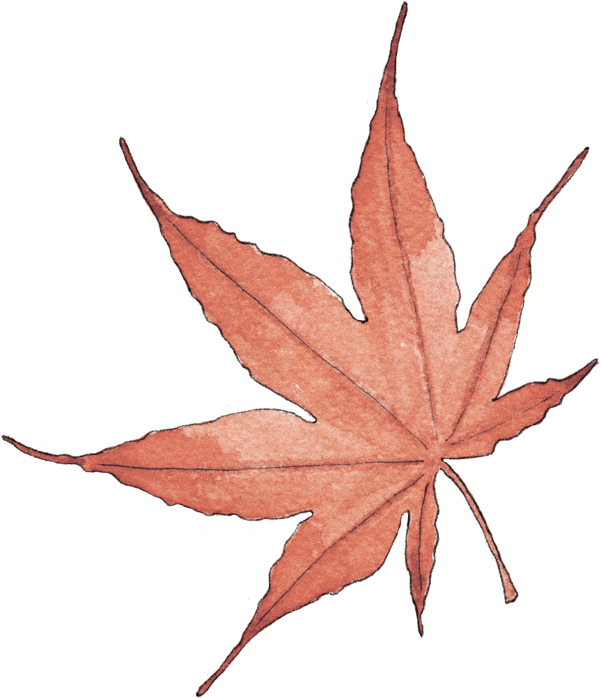 Illustration By Helen Krayenhoff - Maple Leaf Clipart (881x1024), Png Download