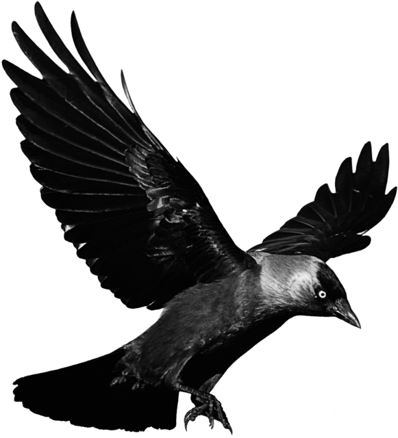 #mq #black #raven #bird #birds - Flying Raven Transparent Clipart (1024x1024), Png Download