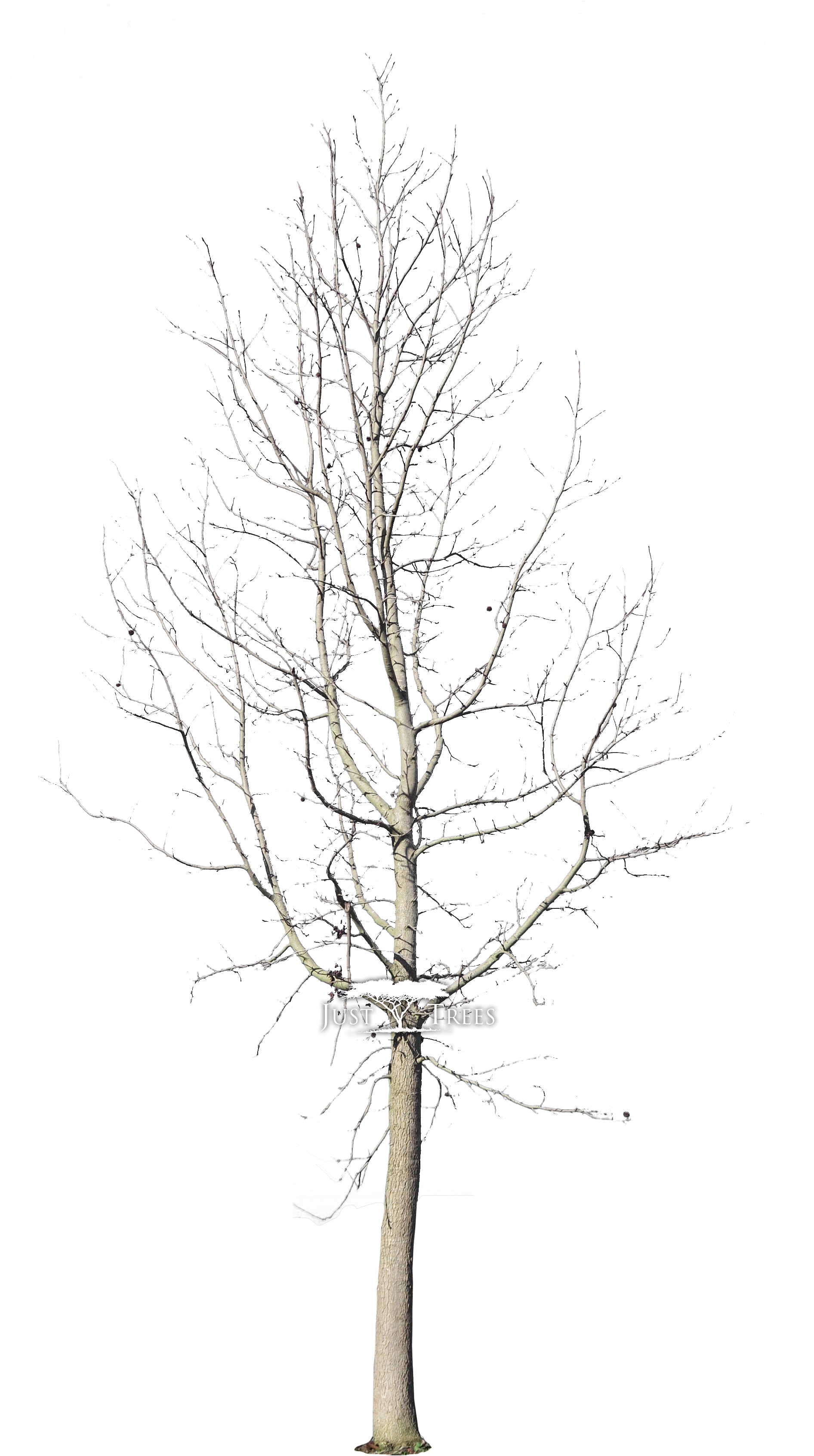 Liquidambar Styraciflua - Christmas Tree Clipart (1891x3528), Png Download