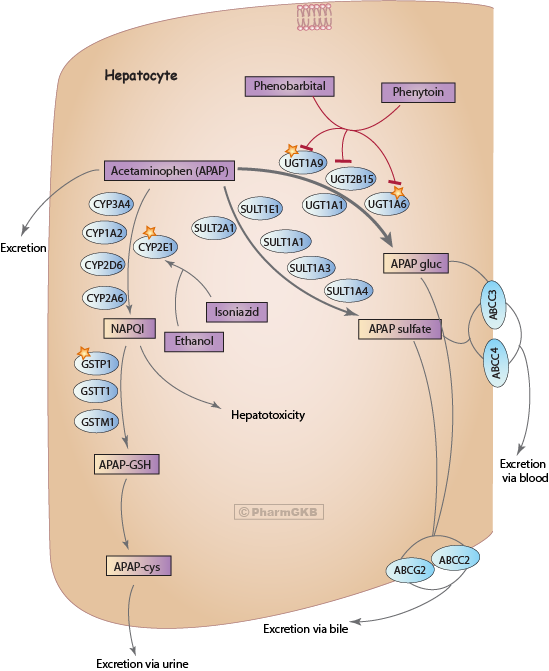 Acetaminophen Pathway , Pharmacokinetics Diagram - Acetaminophen Pathway Clipart (549x671), Png Download