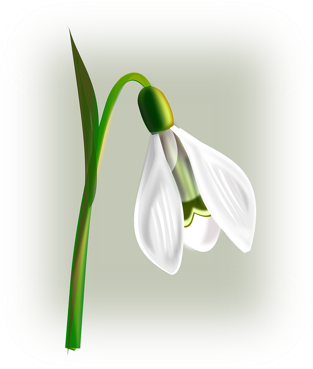 Snowdrop Flower White Galanthus Green Leaves Stem - Snowdrop Clipart - Png Download (611x720), Png Download
