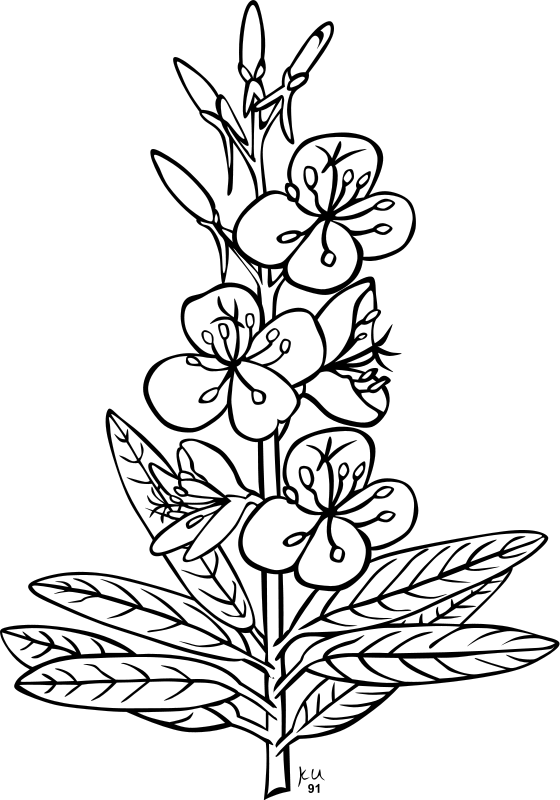 Jpg Black And White Download Fire Weed Coloring Page - Outline Pictures Of Flowers Clipart (560x800), Png Download