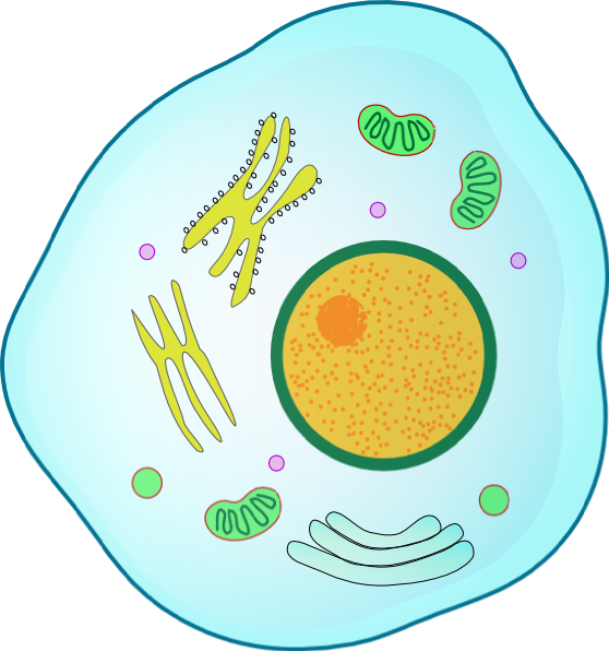 Animal Cell Clip Art - Png Download (558x596), Png Download