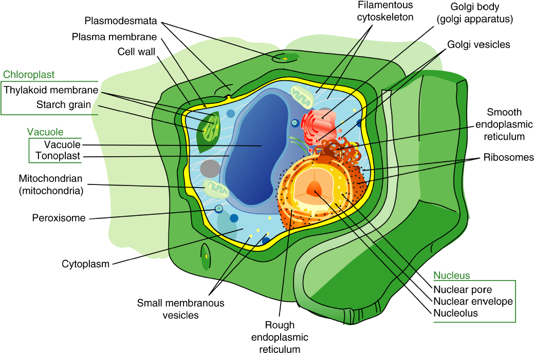 In Addition To Containing Most Of The Organelles Found - Plant Cell Diagram Cytoskeleton Clipart (1068x720), Png Download