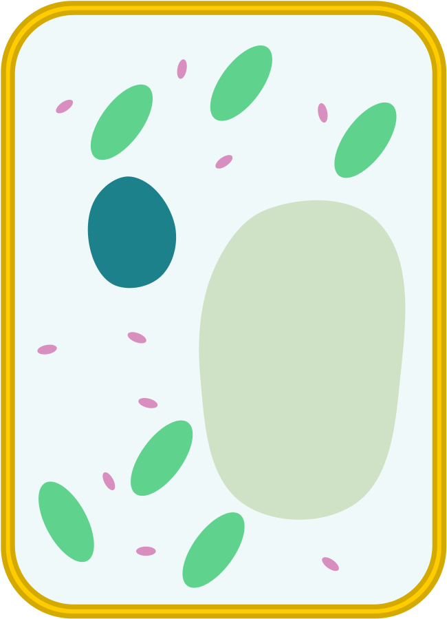 Simple Diagram Of Plant Cell - Plant Cell Labeled Simple Clipart (775x1023), Png Download