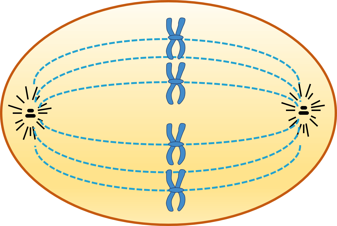 Animal Cell In Metaphase - Spindle Fibres Clipart (1427x955), Png Download