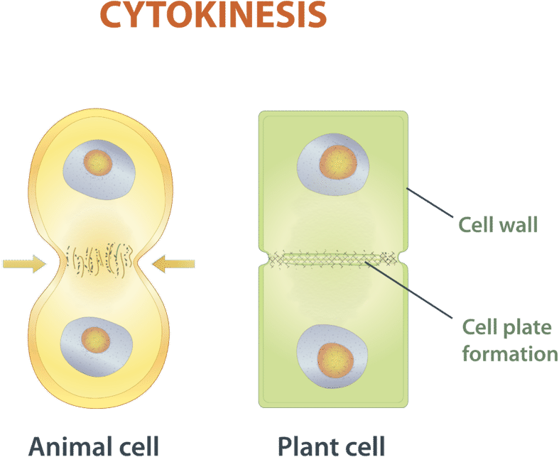 Cytokinesis Is The Final Stage Of Eukaryotic Cell Division - Gambar Sitokinesis Pada Mitosis Clipart (800x659), Png Download