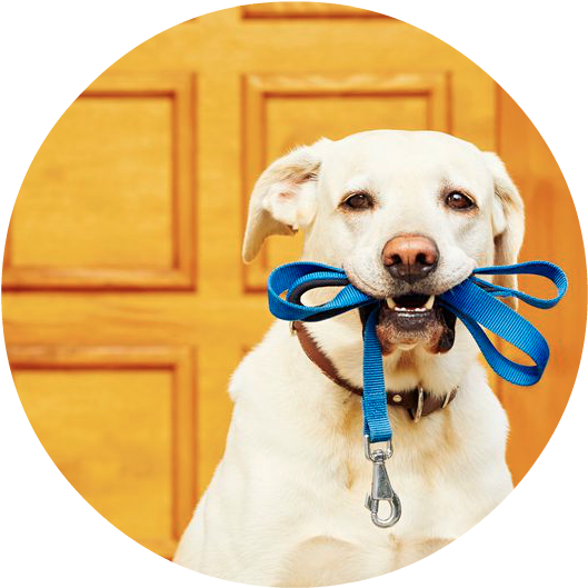 Dog Mouth Png - Mascotas Solas En Casa Clipart (847x565), Png Download