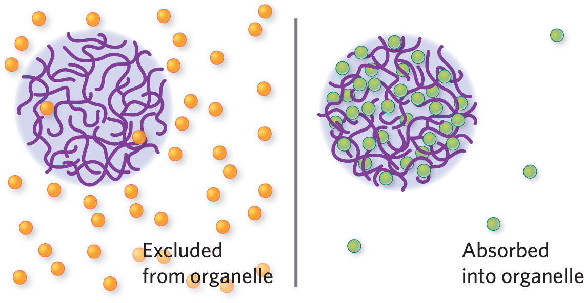 Kimberly Battista - Membraneless Organelles Clipart (1296x678), Png Download