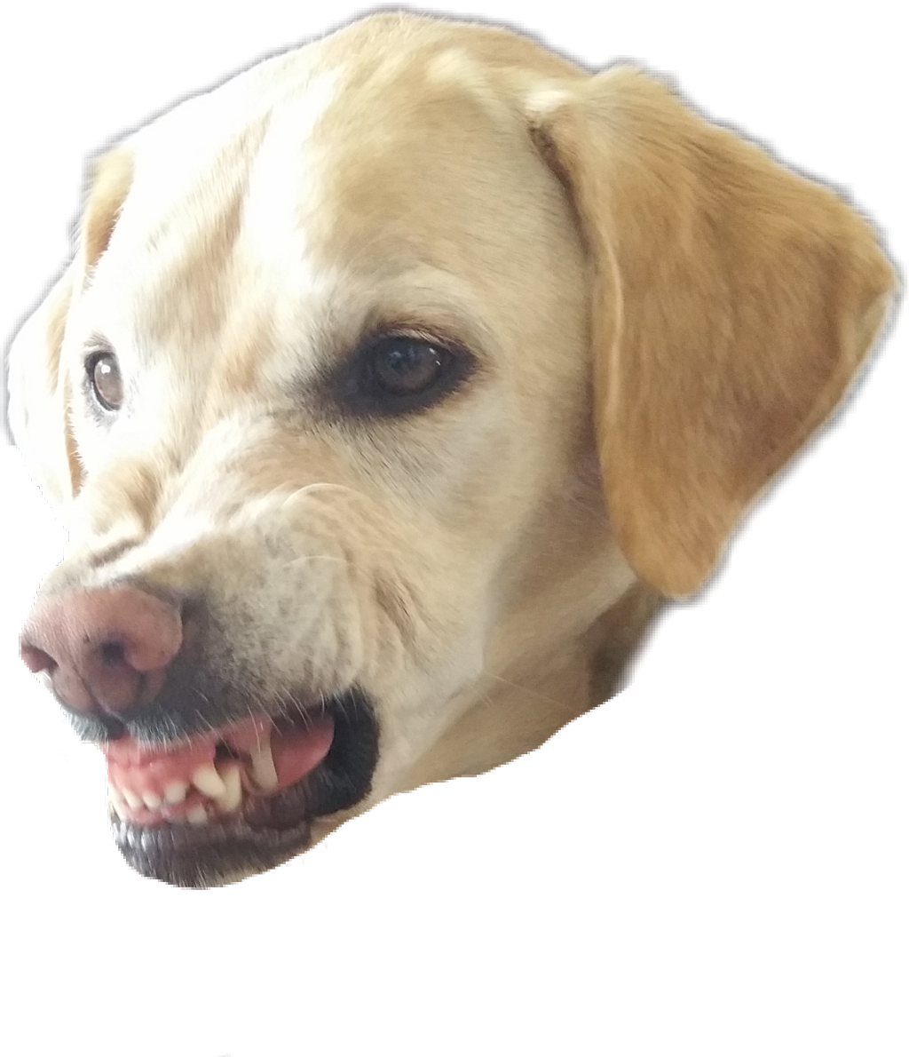 #petsandanimals #dogs #angry - Dog Yawns Clipart (1024x1190), Png Download